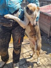 NACHO, Hund, Mischlingshund in Rumänien - Bild 2