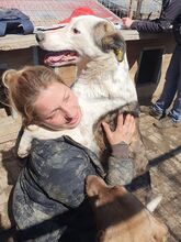 NACHO, Hund, Mischlingshund in Rumänien - Bild 3