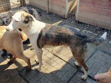 NACHO, Hund, Mischlingshund in Rumänien - Bild 6