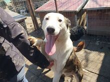 NACHO, Hund, Mischlingshund in Rumänien - Bild 8