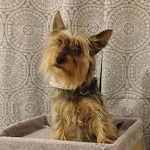 SOL, Hund, Yorkshire Terrier in Karlsburg - Bild 1