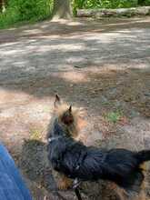 SOL, Hund, Yorkshire Terrier in Karlsburg - Bild 2