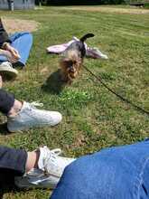 SOL, Hund, Yorkshire Terrier in Karlsburg - Bild 3