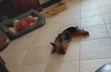 SOL, Hund, Yorkshire Terrier in Karlsburg - Bild 4