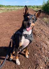 LOLO, Hund, Mischlingshund in Lutherstadt Wittenberg - Bild 2