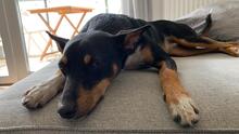 LOLO, Hund, Mischlingshund in Lutherstadt Wittenberg - Bild 3