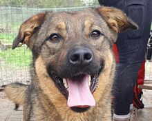 APPA, Hund, Mischlingshund in Rumänien