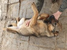 APPA, Hund, Mischlingshund in Rumänien - Bild 2