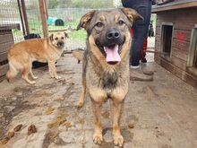 APPA, Hund, Mischlingshund in Rumänien - Bild 4