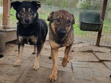 APPA, Hund, Mischlingshund in Rumänien - Bild 5