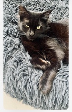 PANTERA, Katze, Europäisch Kurzhaar in Zypern - Bild 1