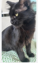 PANTERA, Katze, Europäisch Kurzhaar in Zypern - Bild 2
