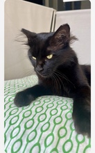 PANTERA, Katze, Europäisch Kurzhaar in Zypern - Bild 3