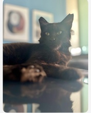 PANTERA, Katze, Europäisch Kurzhaar in Zypern - Bild 4