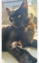 PANTERA, Katze, Europäisch Kurzhaar in Zypern - Bild 5