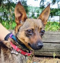 USCHKA, Hund, Mischlingshund in Slowakische Republik