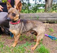 USCHKA, Hund, Mischlingshund in Slowakische Republik - Bild 2