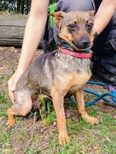 USCHKA, Hund, Mischlingshund in Slowakische Republik - Bild 3