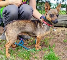 USCHKA, Hund, Mischlingshund in Slowakische Republik - Bild 4