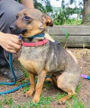 USCHKA, Hund, Mischlingshund in Slowakische Republik - Bild 5