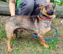 USCHKA, Hund, Mischlingshund in Slowakische Republik - Bild 6