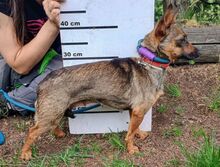 USCHKA, Hund, Mischlingshund in Slowakische Republik - Bild 7