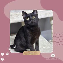LOKI, Katze, Europäisch Kurzhaar in Bulgarien - Bild 1