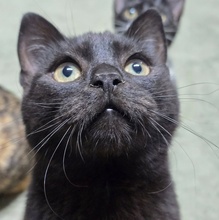 LOKI, Katze, Europäisch Kurzhaar in Bulgarien - Bild 2