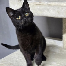 LOKI, Katze, Europäisch Kurzhaar in Bulgarien - Bild 3