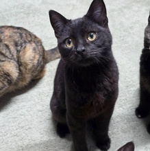 LOKI, Katze, Europäisch Kurzhaar in Bulgarien - Bild 4