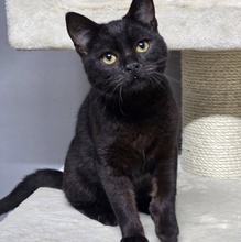 LOKI, Katze, Europäisch Kurzhaar in Bulgarien - Bild 6