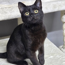 LOKI, Katze, Europäisch Kurzhaar in Bulgarien - Bild 7