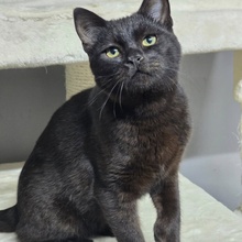 LOKI, Katze, Europäisch Kurzhaar in Bulgarien - Bild 8