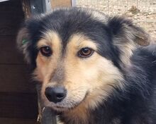 ANCHO, Hund, Mischlingshund in Rumänien