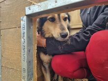 ANCHO, Hund, Mischlingshund in Rumänien - Bild 2