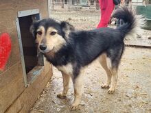 ANCHO, Hund, Mischlingshund in Rumänien - Bild 3
