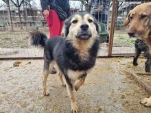 ANCHO, Hund, Mischlingshund in Rumänien - Bild 4