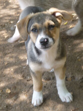 LOLI, Hund, Mischlingshund in Bulgarien