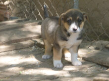 LOLI, Hund, Mischlingshund in Bulgarien - Bild 10