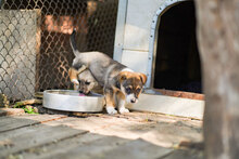 LOLI, Hund, Mischlingshund in Bulgarien - Bild 11