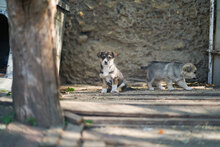 LOLI, Hund, Mischlingshund in Bulgarien - Bild 12