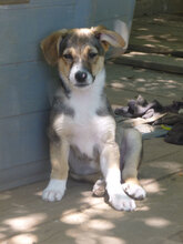 LOLI, Hund, Mischlingshund in Bulgarien - Bild 2