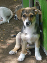 LOLI, Hund, Mischlingshund in Bulgarien - Bild 3