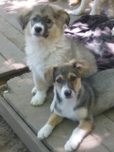 LOLI, Hund, Mischlingshund in Bulgarien - Bild 4