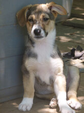 LOLI, Hund, Mischlingshund in Bulgarien - Bild 5