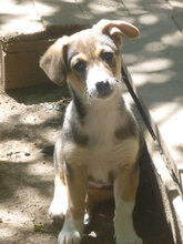 LOLI, Hund, Mischlingshund in Bulgarien - Bild 6