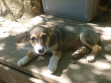 LOLI, Hund, Mischlingshund in Bulgarien - Bild 7