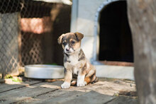 LOLI, Hund, Mischlingshund in Bulgarien - Bild 8