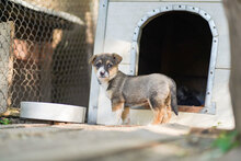 LOLI, Hund, Mischlingshund in Bulgarien - Bild 9
