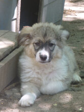 LORDY, Hund, Mischlingshund in Bulgarien